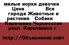 милые иорки девочки › Цена ­ 15 000 - Все города Животные и растения » Собаки   . Карачаево-Черкесская респ.,Карачаевск г.